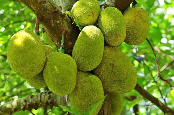HEALTH BENEFITS OF JACKFRUIT